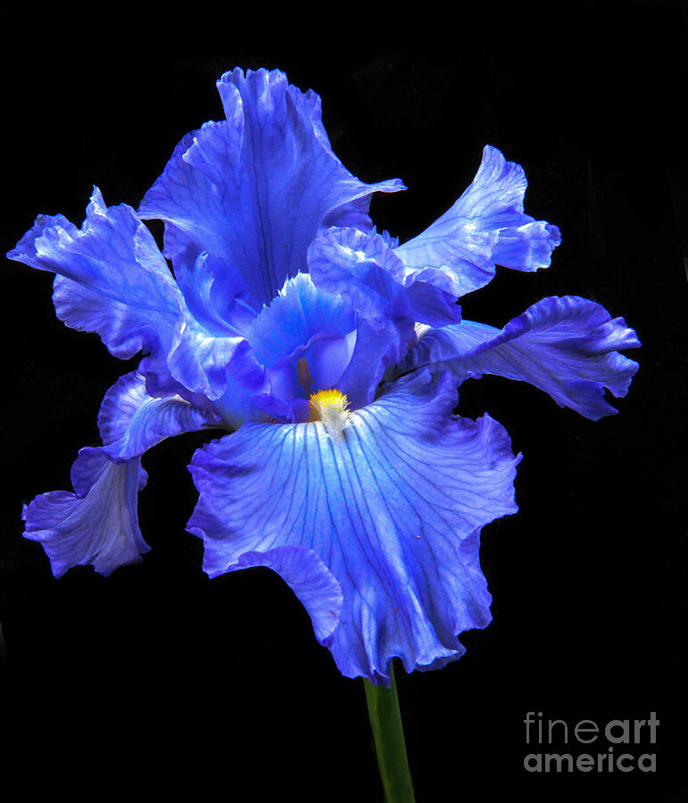 Iris Photograph - Blue Iris by Robert Bales