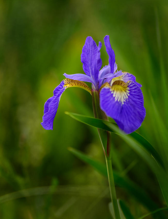 Blue Iris Photograph by Robert Mitchell