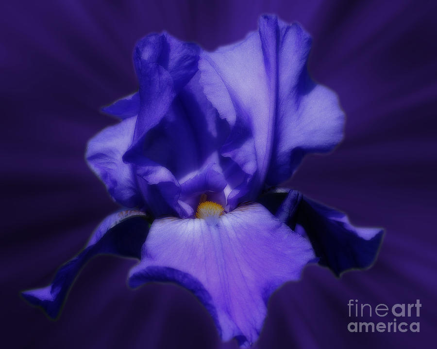 Blue Iris Flower Photograph by Smilin Eyes Treasures
