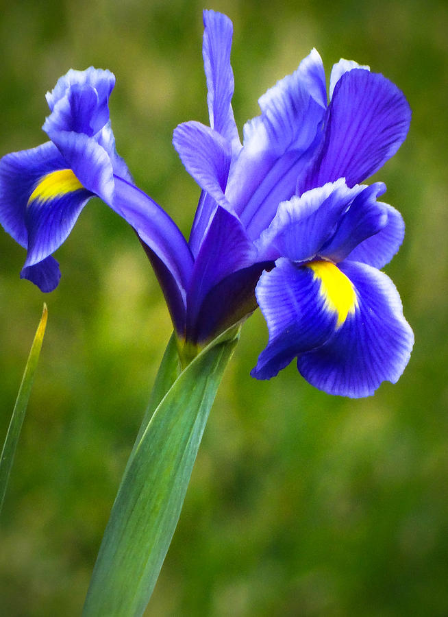 Blue Iris Photograph by Stacy Michelle Smith