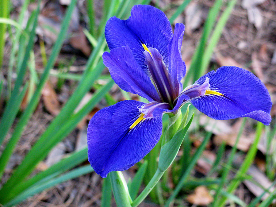 Blue Iris Photograph by Tom Hefko