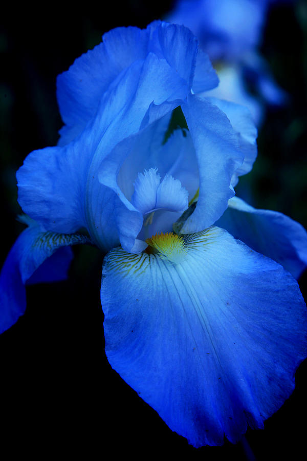 Iris Photograph - Blue Iris by Toni Hopper