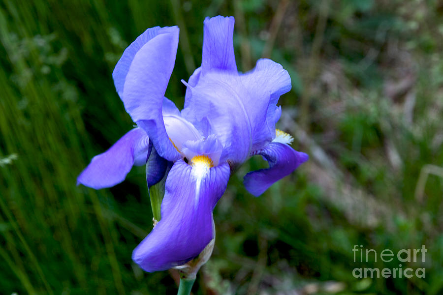 Blue Iris Photograph by William Norton