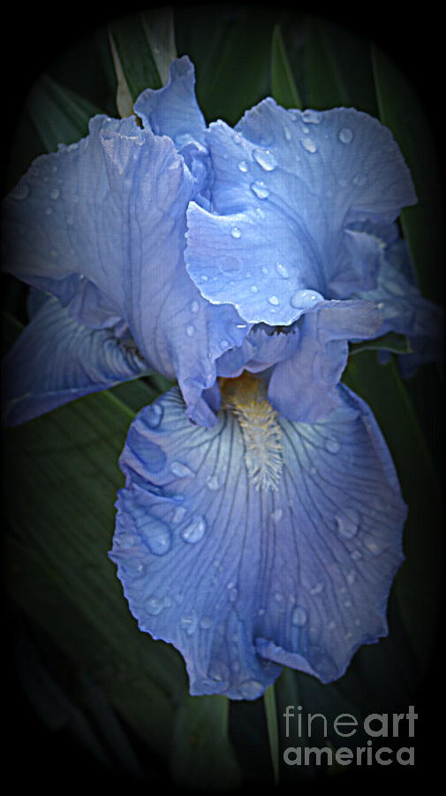 Iris Photograph - Blue Iris With Raindrops  by Kay Novy