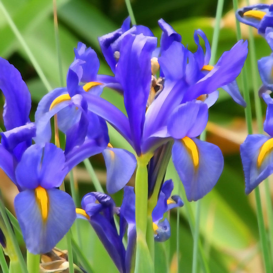 Blue Irises Photograph by Art Block Collections