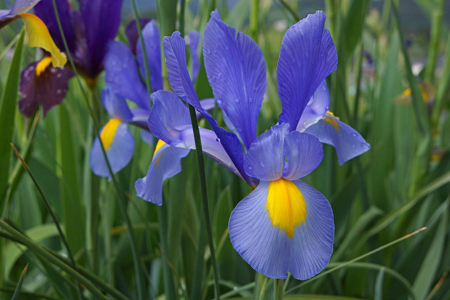 Blue Irises Flowers Garden Art Prints Photograph
