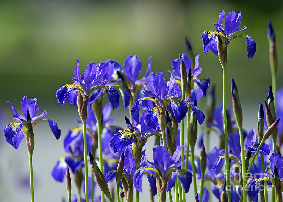 Blue Irises Photograph by Sharon Talson