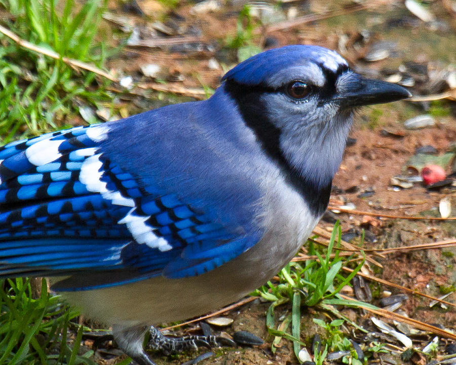 Blue Jay Photograph - Blue is always in season by Robert L Jackson