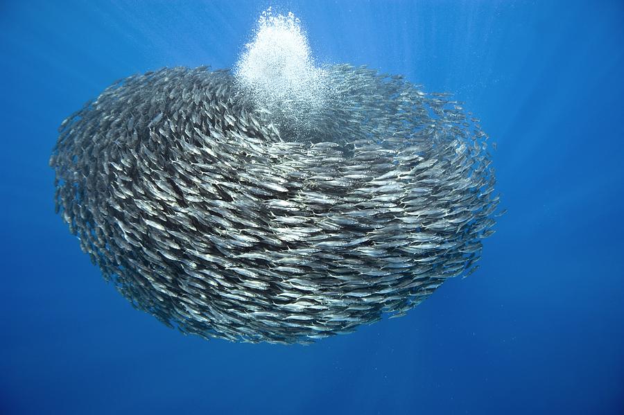 Fish Photograph - Blue jack mackerel bait ball by Science Photo Library