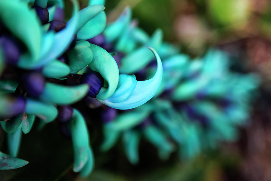 Blue Jade Plant With Purple Flowers Photograph by Scott Mead
