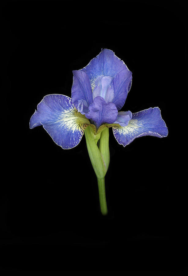 Blue Japanese Iris Photograph by Cindy McIntyre