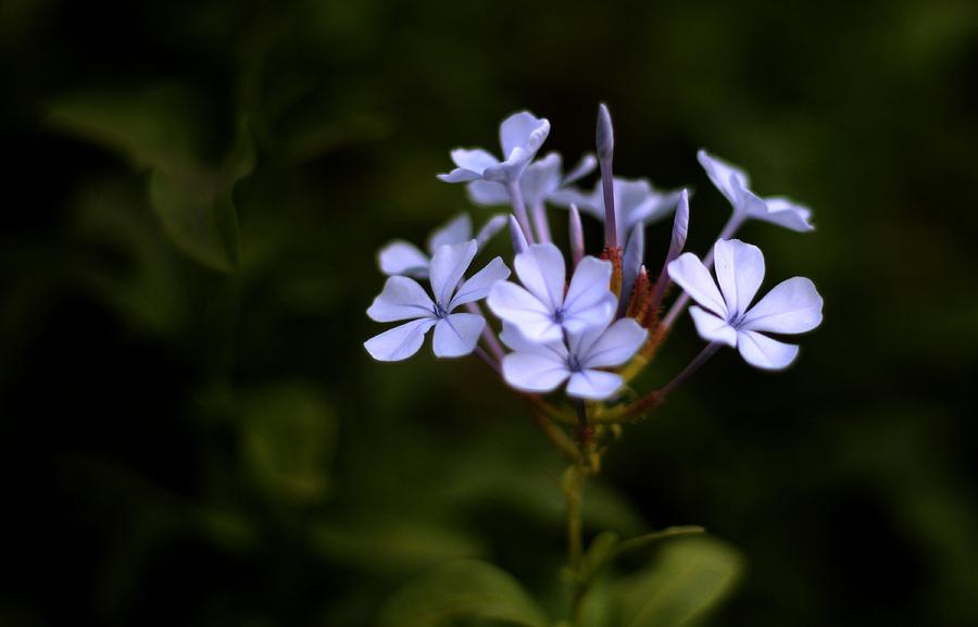 Blue Jasmine Photograph by Ramabhadran Thirupattur