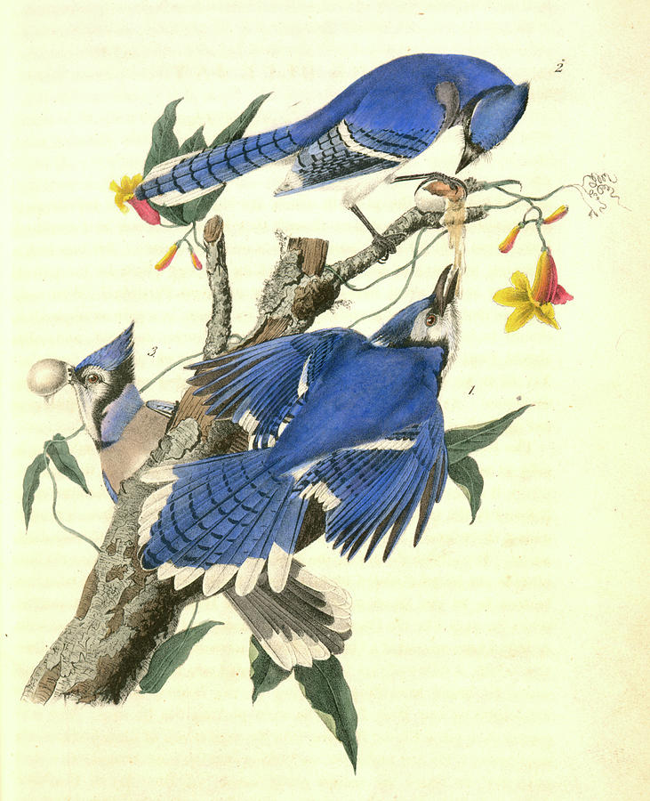 Blue Jay 1 Male 2 3 Female Trumpet Flower Drawing By Artokoloro