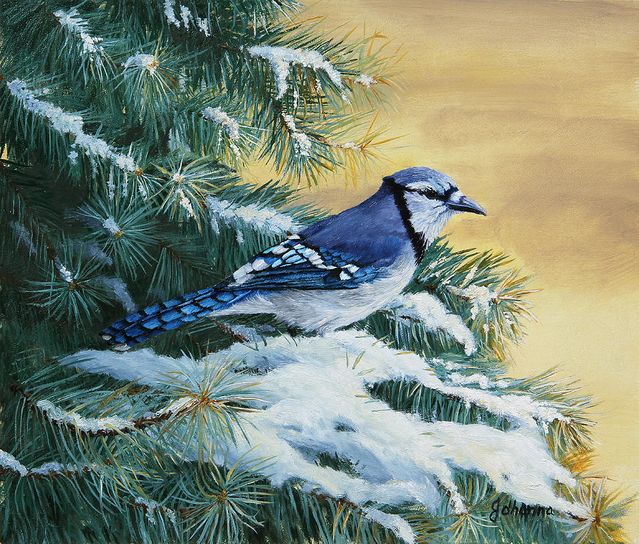 Blue Jay And Blue Spruce Painting by Johanna Lerwick