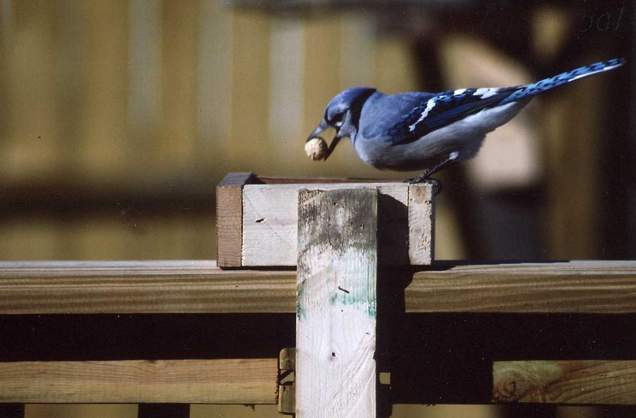 Blue Jay And His Peanut Photograph by Kay Novy