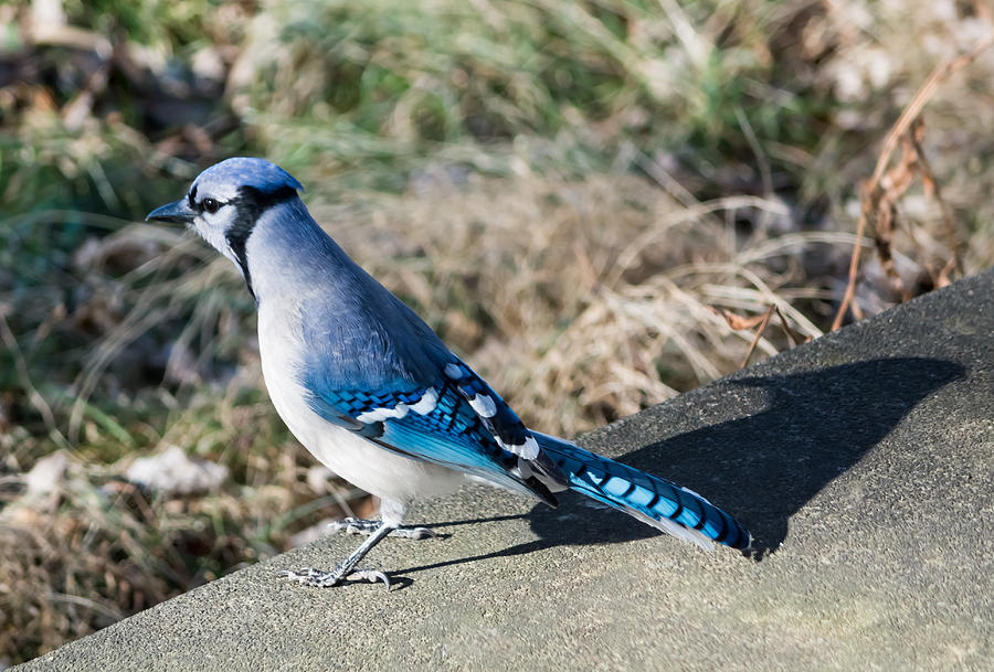 Blue Jay and His Shadow Photograph by Holden The Moment