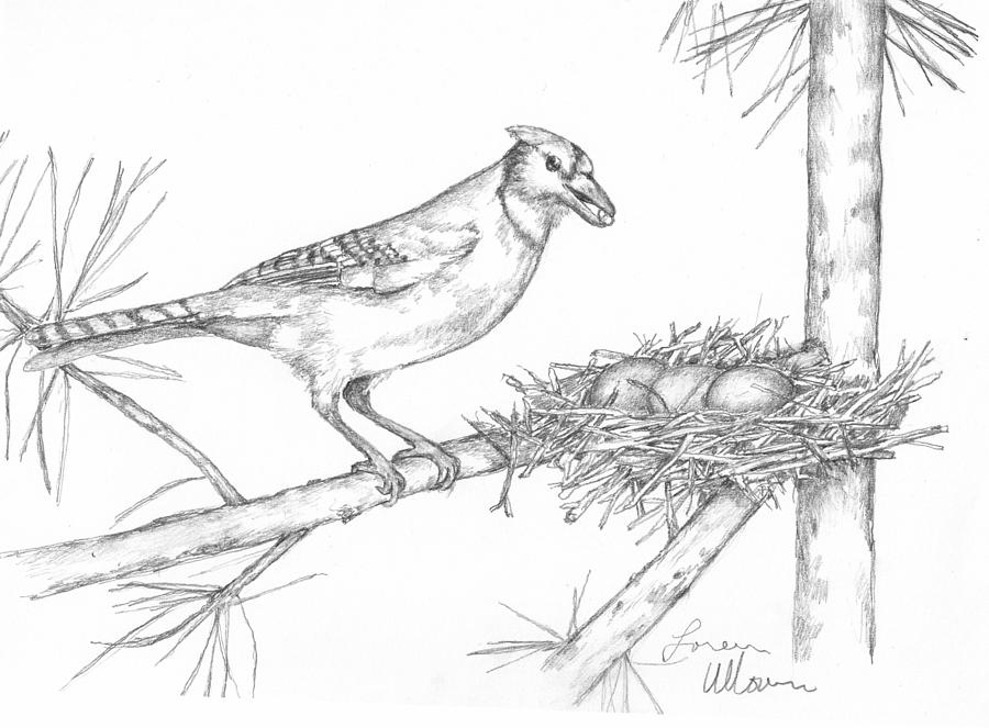 Blue Jay And Nest Drawing By Loren Ullom
