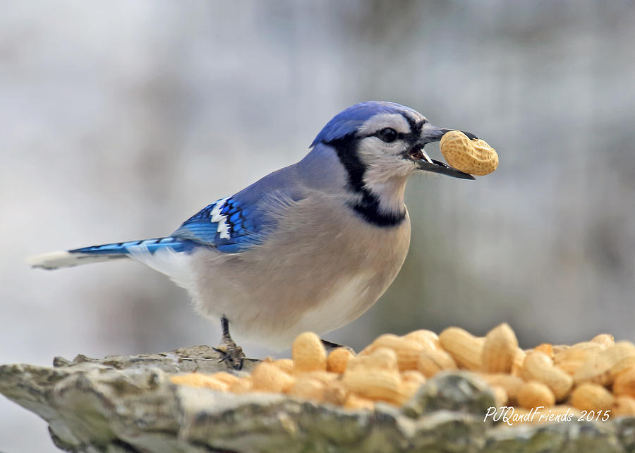 Blue Jay and Peanut Photograph by PJQandFriends Photography