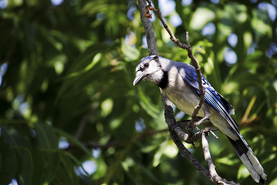 Blue Jay and Pecan Tree Photograph by Jason Politte