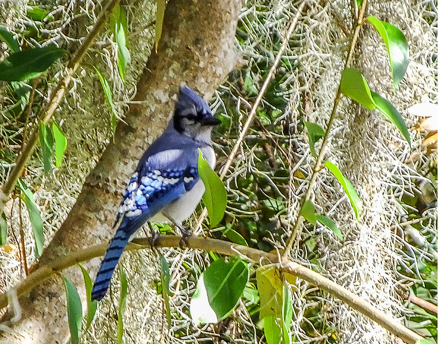 Blue Jay and Spanish Moss Photograph by Terry Shoemaker - Fine Art America