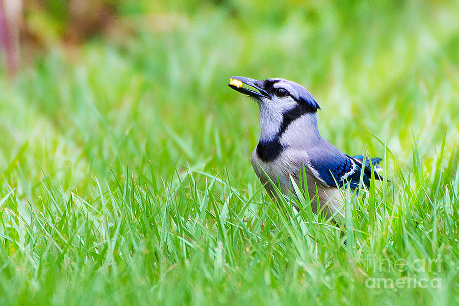 Blue Jay  Photograph by Anne Kitzman