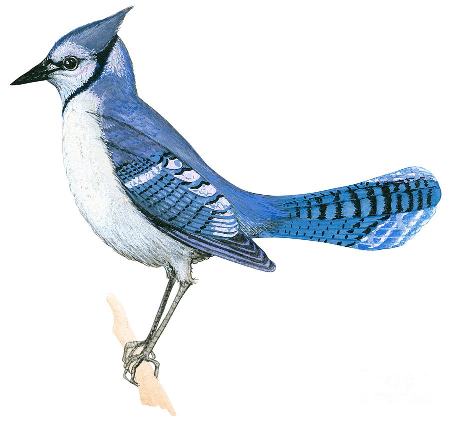 Blue jay Drawing by Anonymous - Fine Art America