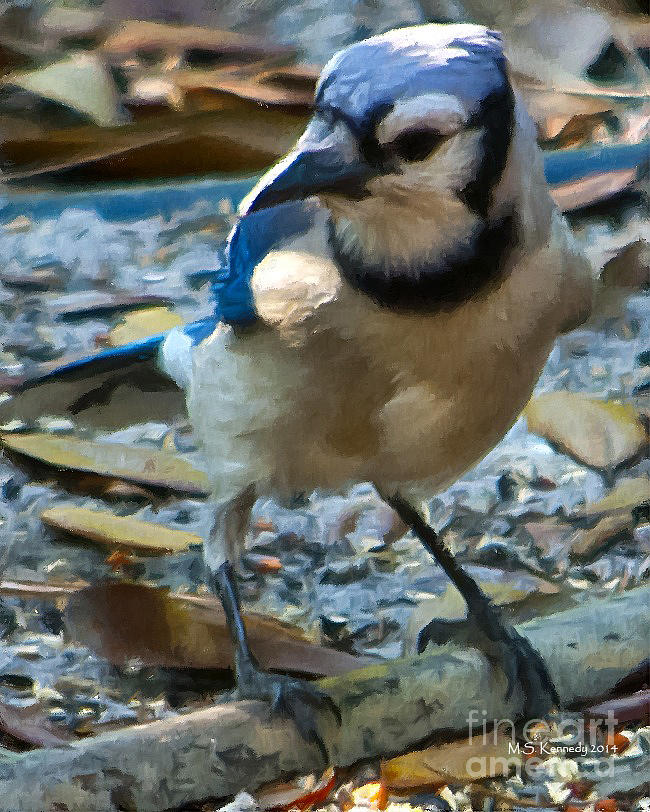 Blue Jay At Your Service Photograph by Michael Kennedy - Fine Art America