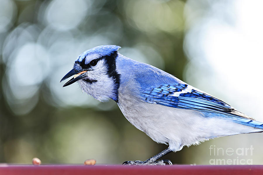Blue Jay Photograph - Blue jay bird by Elena Elisseeva