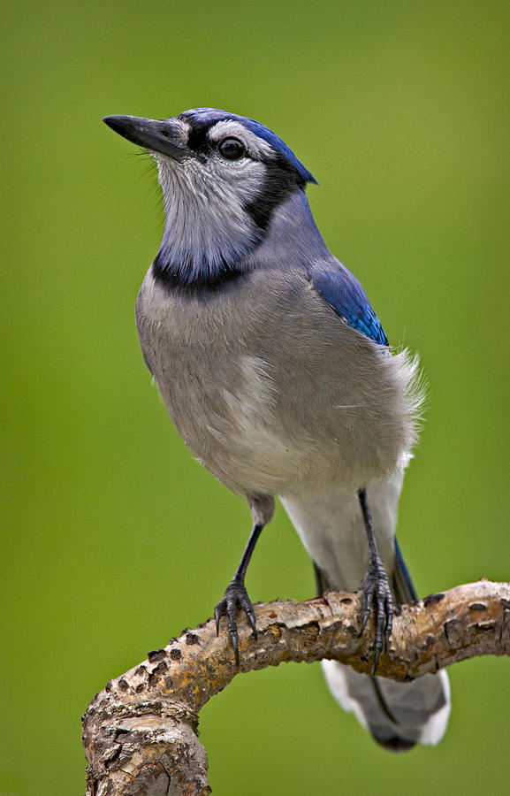 Blue Jay Bird Photograph by Susan Candelario