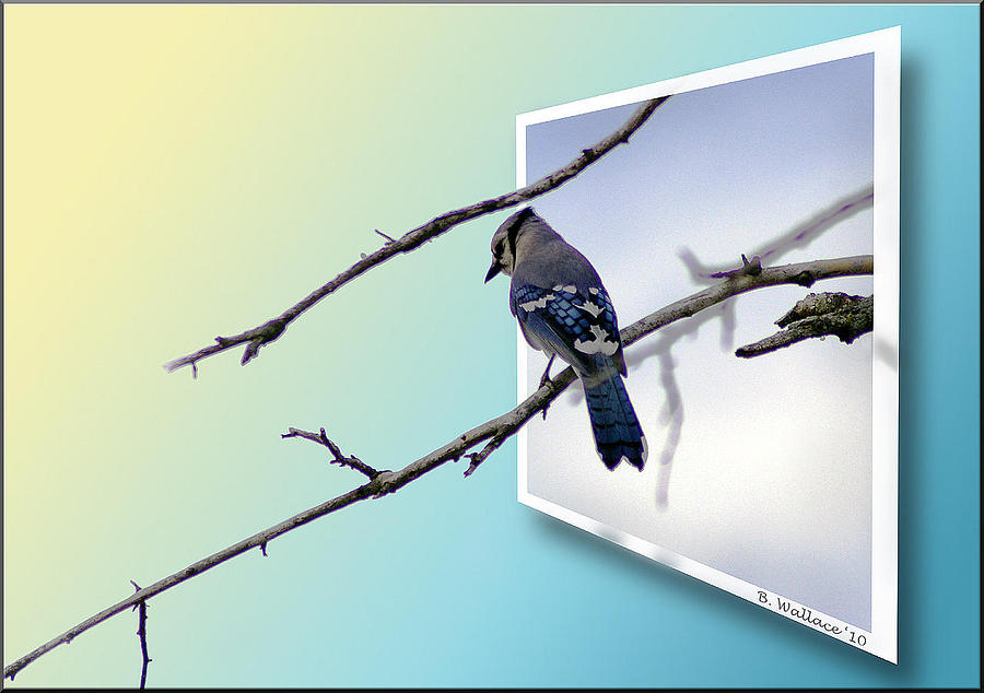 Blue Jay Branch Photograph by Brian Wallace