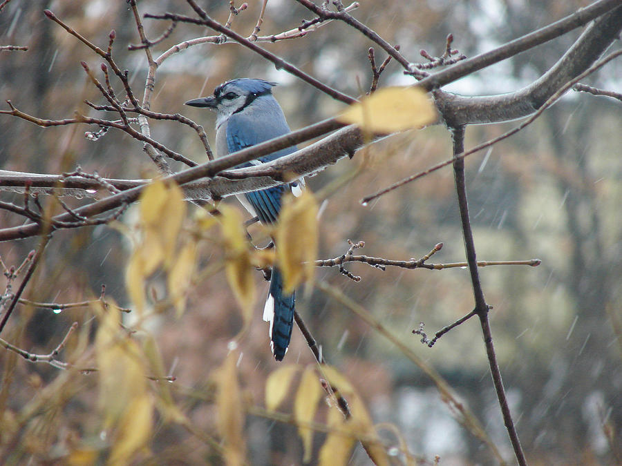 Blue Jay Photograph by Carl Moore