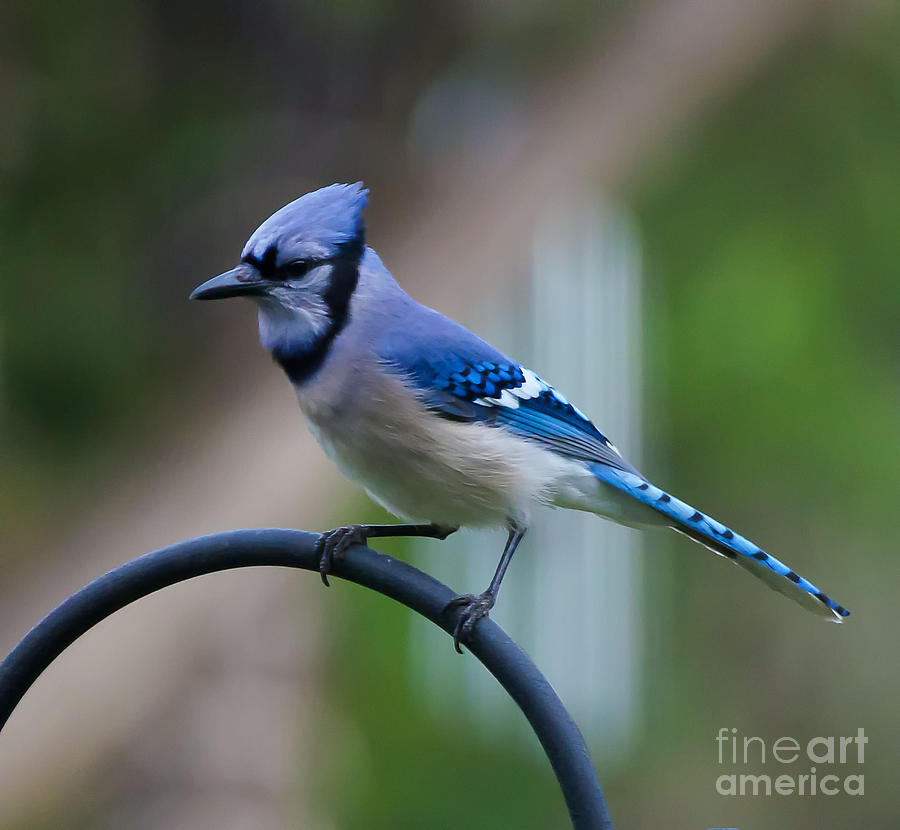Blue Jay Photograph by Cathy Alba