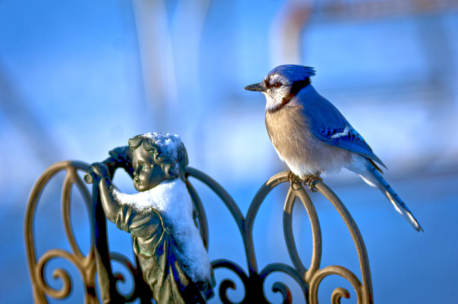 Blue Jay Childs Fence Photograph by Randall Branham