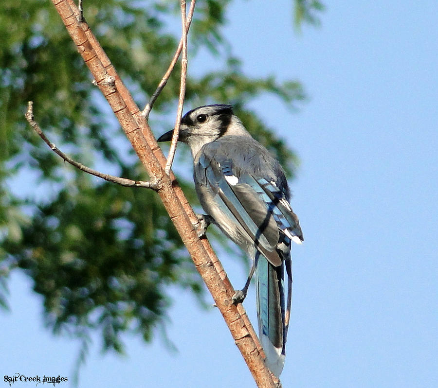 Blue Jay Photograph - Blue Jay by Cecily Vermote