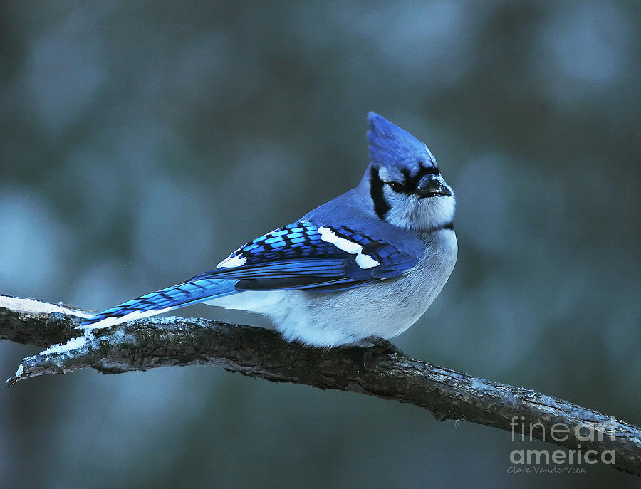 Blue Jay Photograph by Clare VanderVeen