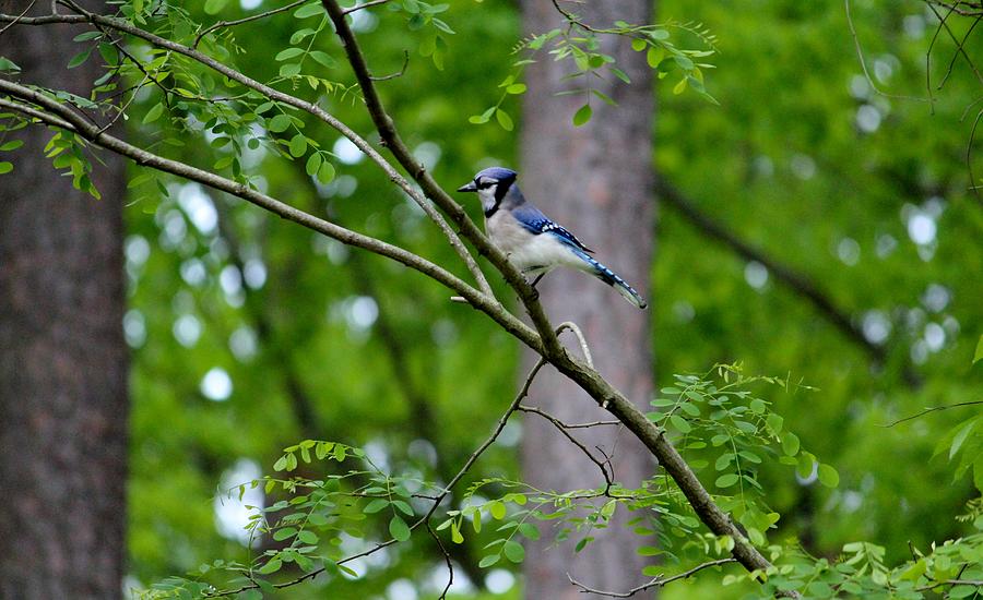 Blue Jay Photograph - Blue Jay by Cynthia Guinn