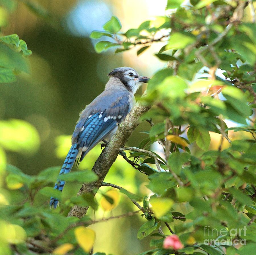 Blue Jay Photograph by David Call - Fine Art America