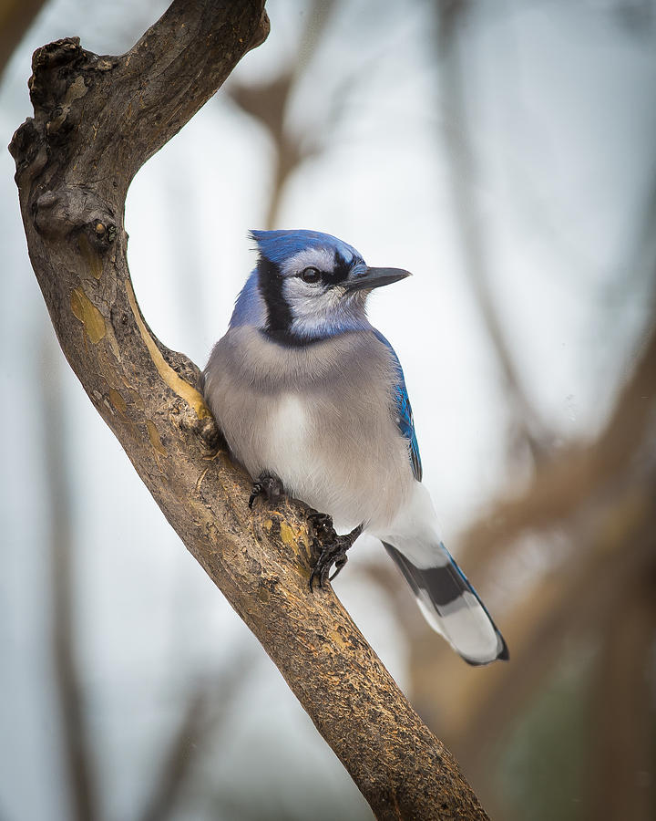 Blue Jay Photograph by David Downs
