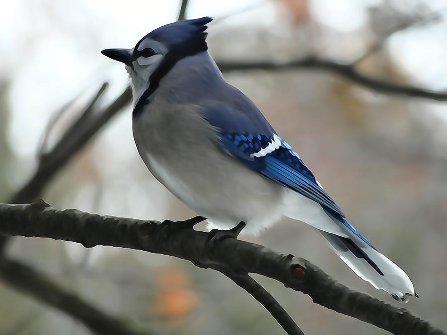 Blue Jay Photograph by David T Wilkinson