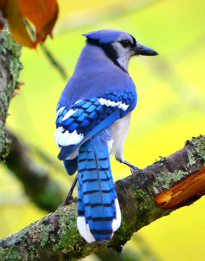Up Movie Photograph - Blue Jay by Deena Stoddard