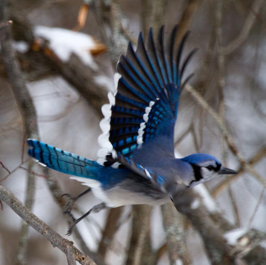 Blue Jay Photograph by Donald Ouellette - Fine Art America