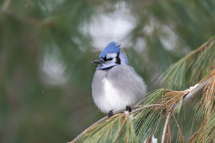 Blue Jay Photograph by Science Photo Library Blue Jay Photograph by Science Photo Library
