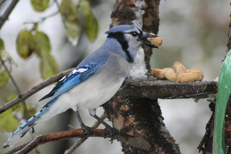 Blue Jay Eating Peanut Photograph by Paula Brown