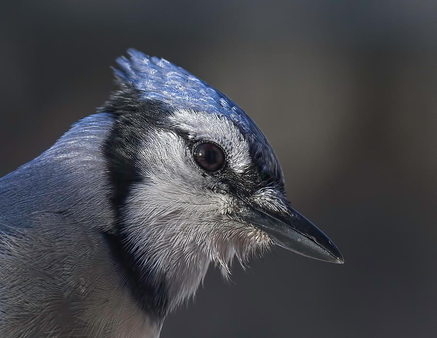 Blue Jay adult close up – On The Wing Photography