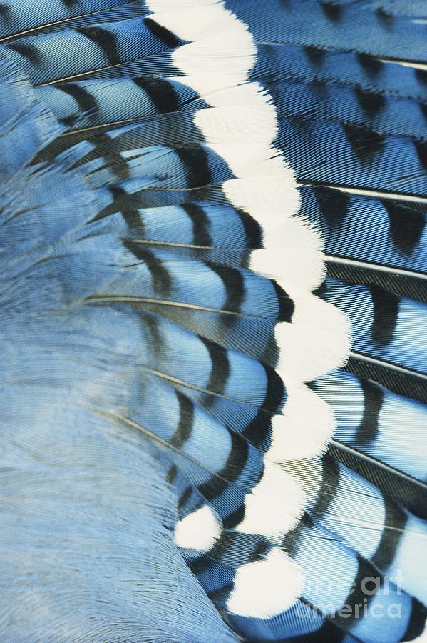 Blue Jay Feathers Photograph by Tom Martin