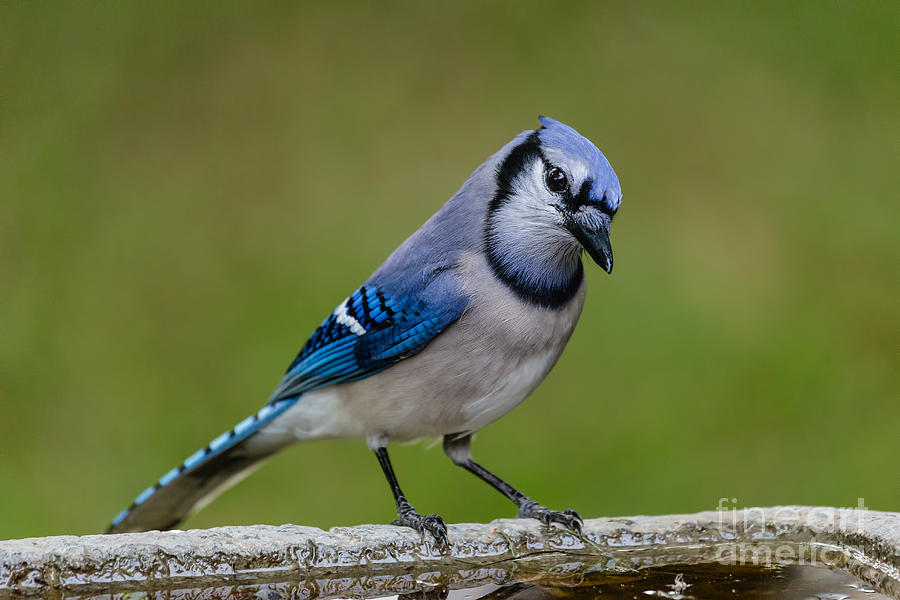 Blue Jay Fernandina Beach Florida Photograph by Dawna Moore Photography