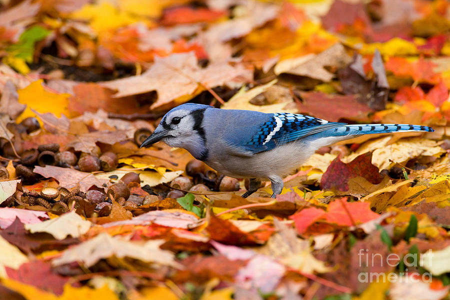 Blue Jay Photograph - Blue Jay Foraging by Marie Read