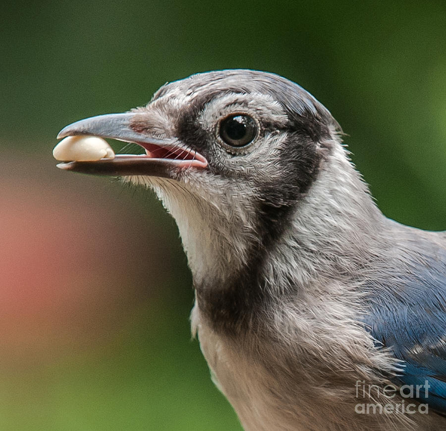 Blue Jay Formal Portrait Photograph by Jim Moore