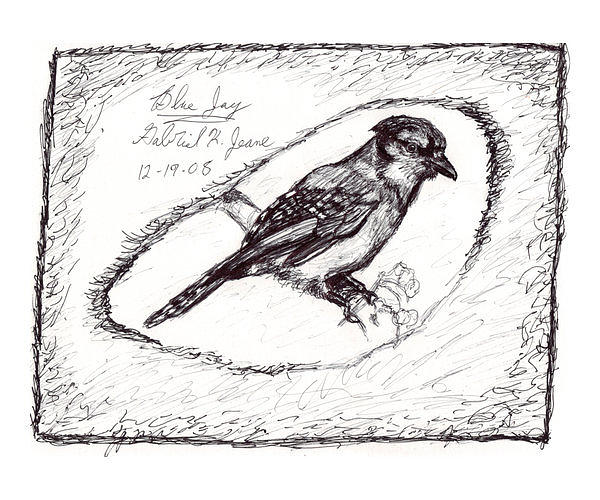 Blue Jay Drawing - Blue Jay by Gabriel Jeane