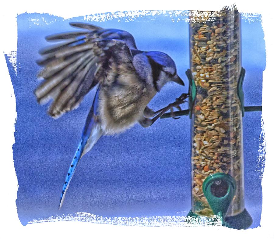 Blue Jay Hanging On Photograph by Constantine Gregory
